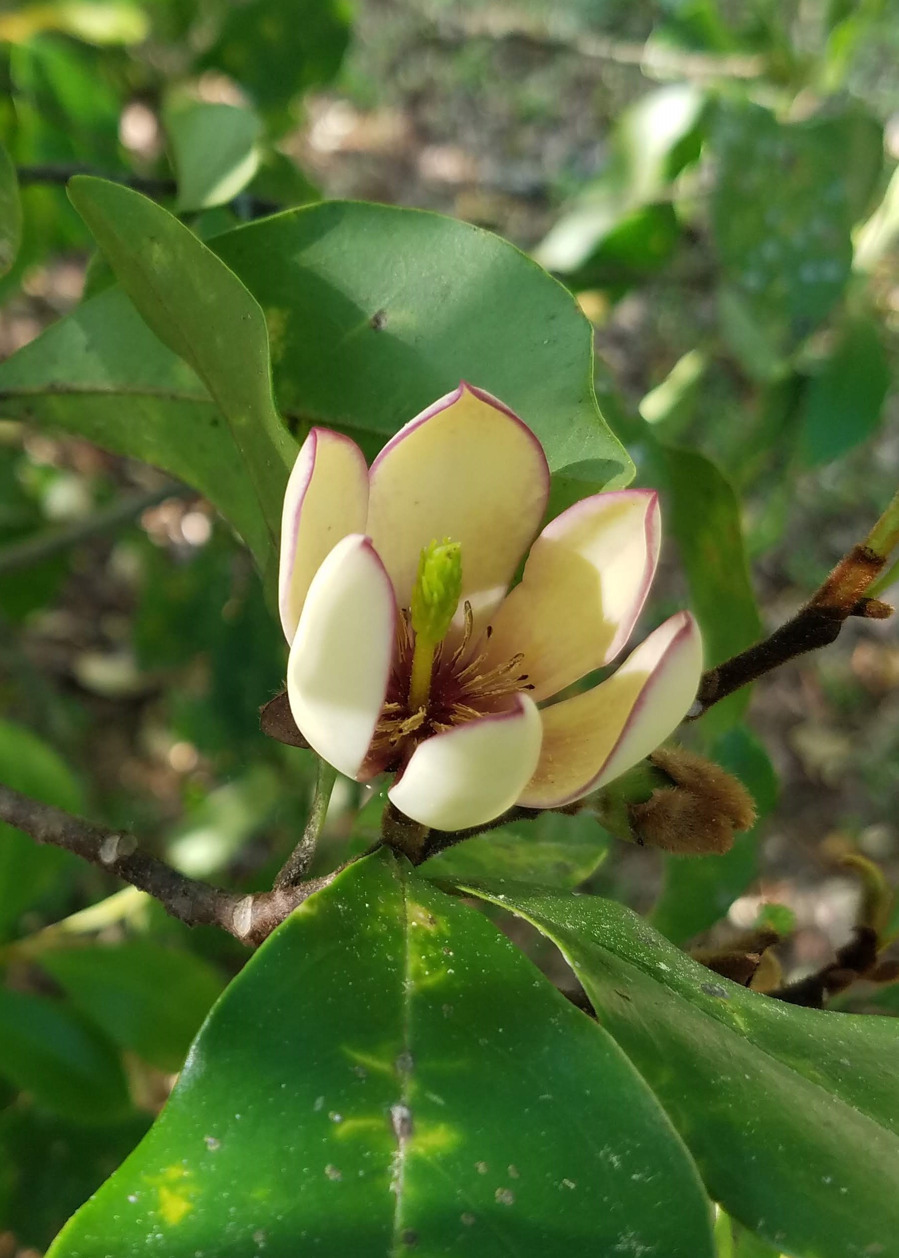 Choose these plants for eye-appealing, sweet-smelling landscapes